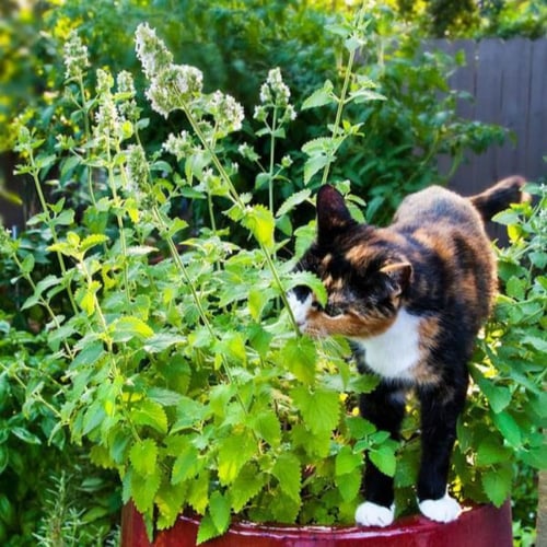 بذور النعناع البري - نعناع القط ( Nepeta Cataria )