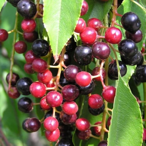 بذور شجرة الكرز الاسود ( Prunus serotina )