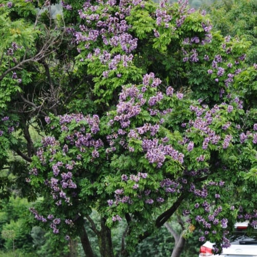 ‫بذور شجرة البونجاميا‬ ( Millettia pinnata )