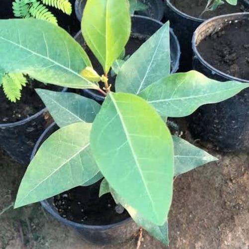 بذور استركوليا لوريدا ( Brachychiton discolor )