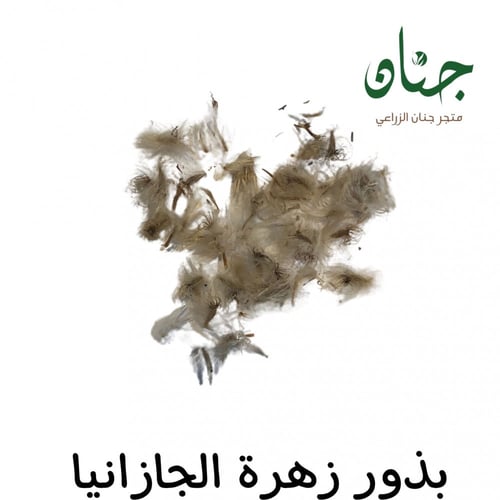 بذور زهرة الجازانيا ( Gazania )