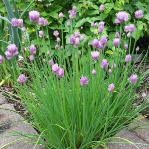 بذور نبات الثوم المعمر ( Allium schoenoprasum )