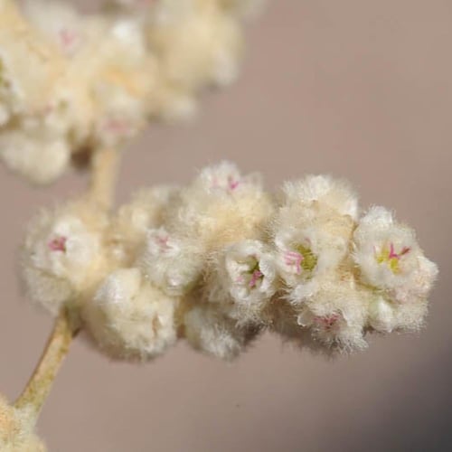 بذور شجيرة الطرف - الراء ( Aerva javanica )