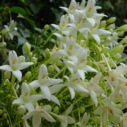 بذور ملنجتونيا العطرية ( Millingtonia Hortensis )