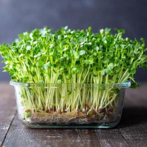 بذور براعم الملفوف الاخضر - ميكروجرين ( Brassica o...