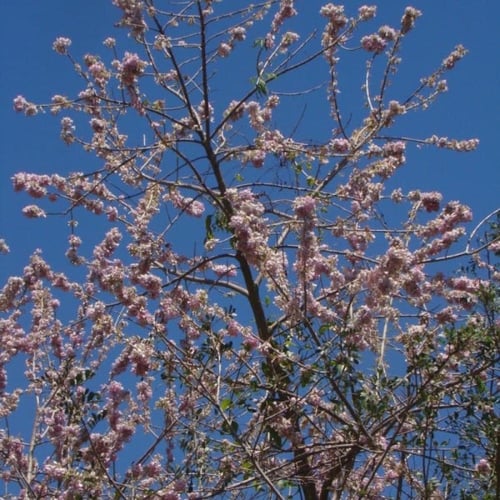 بذور شجرة الليلك المكسيكي ( Gliricidia sepium )