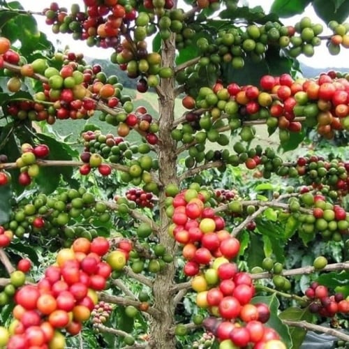 بذور شجيرة القهوة - البن العربي ( Coffea Arabica )