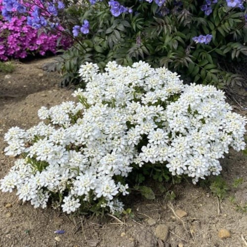 بذور زهرة تساقط الثلج القزمية ( Iberis umbellata )