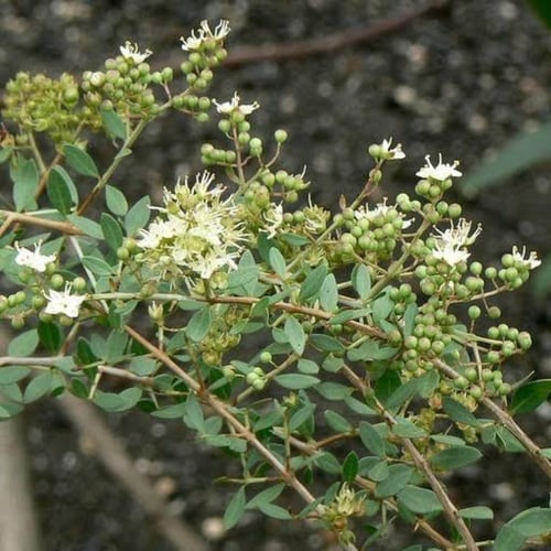 بذور الحناء البلدي ( Lawsonia Inermis )