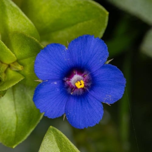 بذور عشبة عين القط ( Anagallis Arvensis )