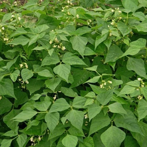 بذور الفاصوليا الخضراء ( Phaseolus vulgaris )