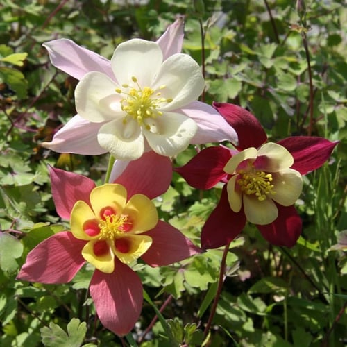 ‫بذور زهرة الحوض الأنقولية ( aquilegia caerulea )