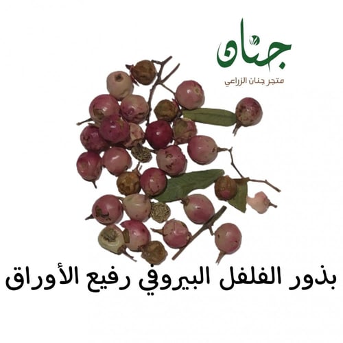 بذور شجرة الفلفل البيروفي رفيع الأوراق ( Schinus m...