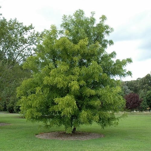 بذور شجرة العناب ( Ziziphus Jujuba )