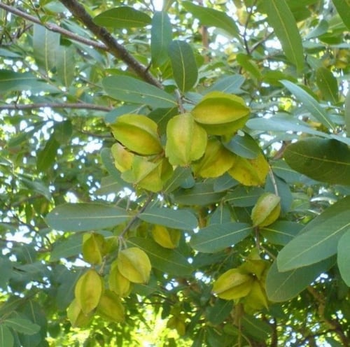 بذور شجرة ترمناليا أرجونا ( Terminalia arjuna )