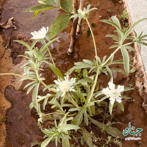 بذور الطربه ام قلاص البيضاء ( scabiosa palaestina...