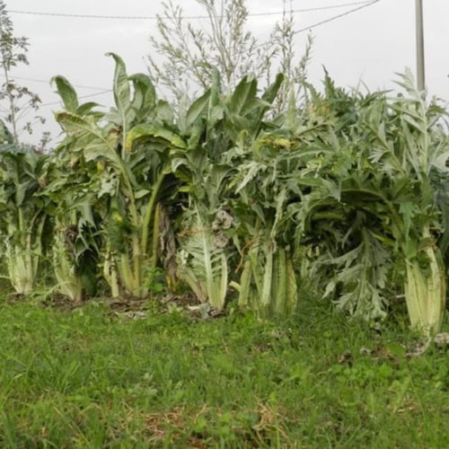 بذور الخرشوف الشوكي ( cynara cardunculus )