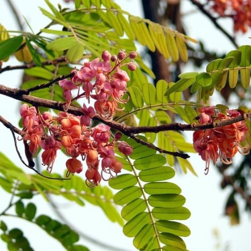 بذور شجرة كاسيا الوردية ( Cassia Grandis )