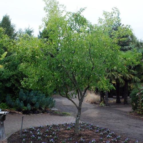 بذور شجرة العناب ( Ziziphus Jujuba )