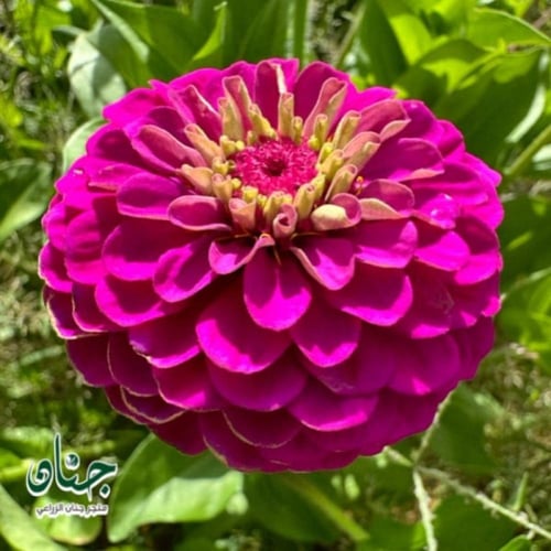 بذور زهرة الزينيا الارجوانية ( Zinnia elegans )