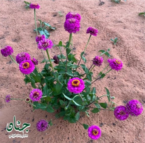 بذور زهرة الزينيا الارجوانية ( Zinnia elegans )