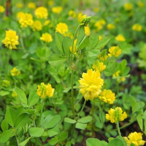 بذور النفل ( Trifolium campestre )