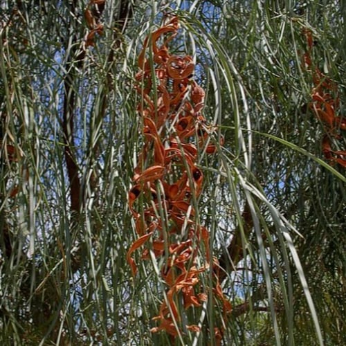 بذور سنط كوريسيا - البلوط الصحراوي ( Acacia coriac...