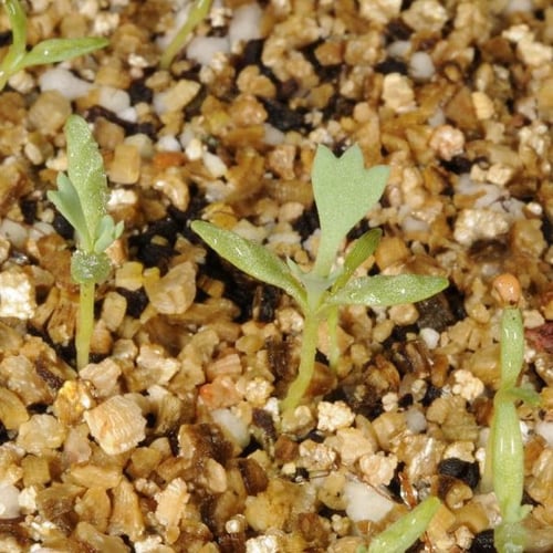 بذور الشقر - النعمان ( Glaucium arabicum )