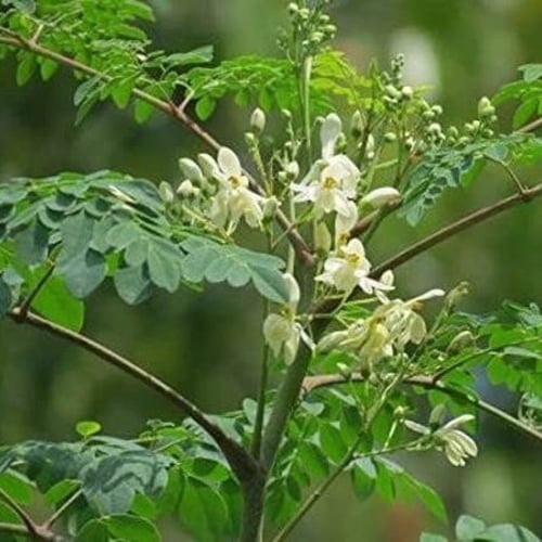 بذور شجرة المورينجا‬ الهجين ( Moringa Hybrid )