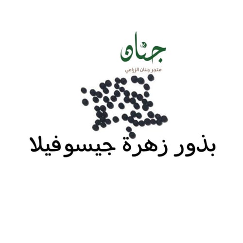 بذور زهرة جيبسوفيلا ريبينز ( Gypsophila repens )