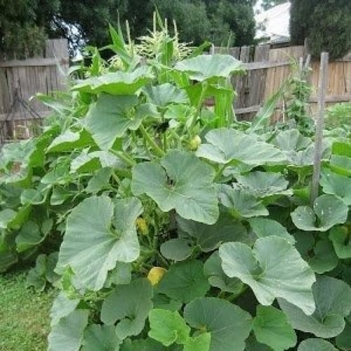 بذور القرع الأمريكي ( Cucurbita moschata )