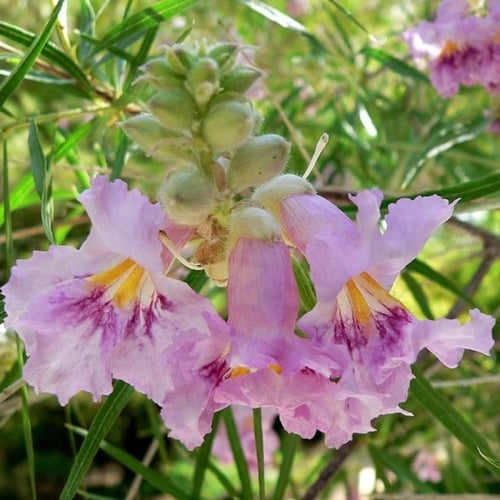 بذور شجيرة صفصاف الصحراء ( Chilopsis linearis )