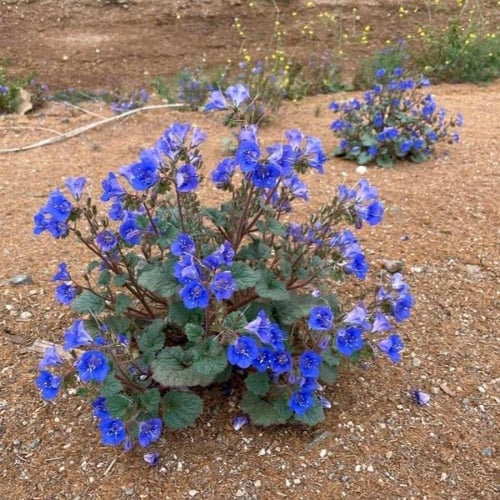 بذور زهور بلوبل - أجراس الصحراء ( Phacelia campanu...