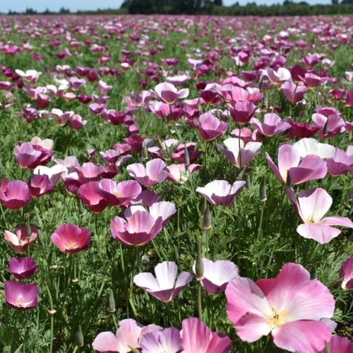 بذور زهور ديدحان كاليفورنيا الارجواني ( Eschscholz...