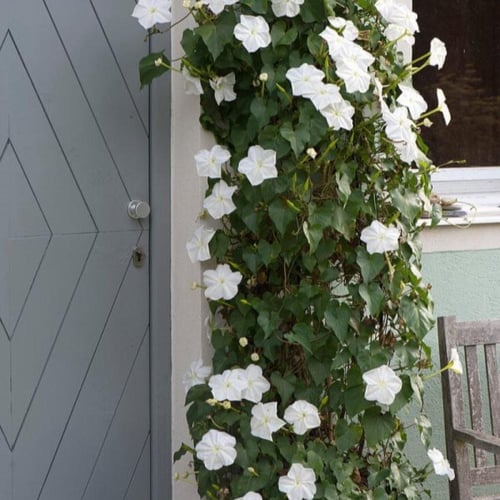 بذور زهرة القمر - متسلقة ايبوميا البيضاء ( Ipomoea...