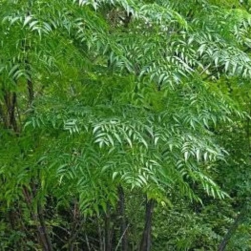 بذور الزنزلخت ( Melia azedarach )