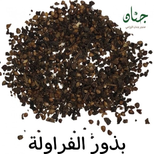 بذور الفراولة ( Fragaria x ananassa )