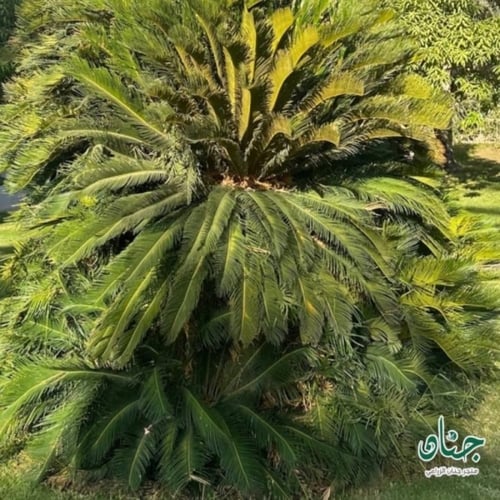 بذور نخيل سيكاس ( Cycas revoluta )