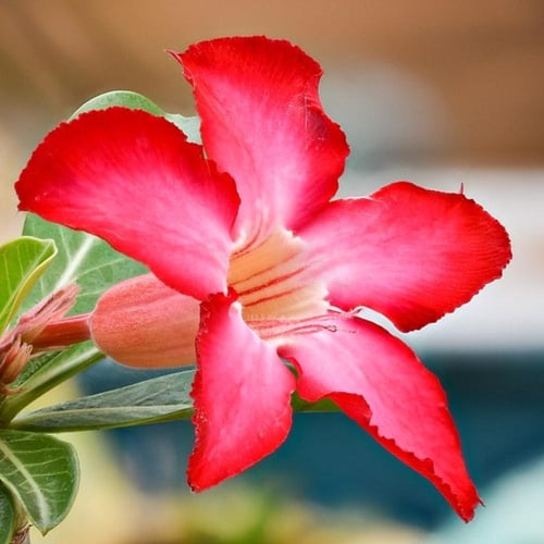 بذور العدنة - الادينيوم ( Adenium obesum )