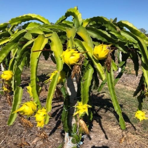 بذور فاكهة التنين - دراجون أصفر ( Selenicereus und...