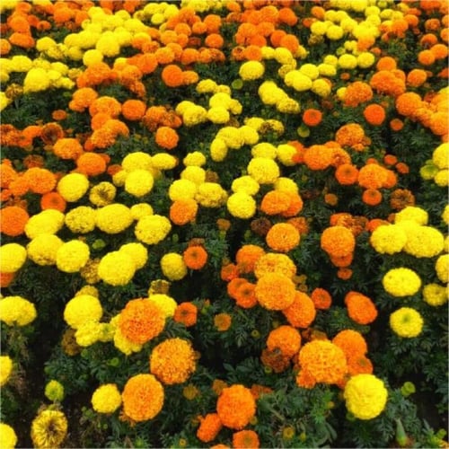 بذور زهرة القطيفة المخملية ( Tagetes erecta )