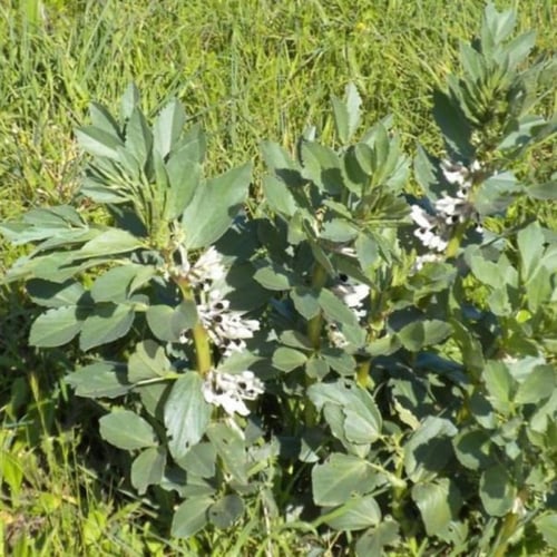 بذور نبات الفول ( Vicia faba )
