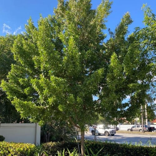 بذور شجرة الماهوجني الامريكي ( Swietenia mahagoni...