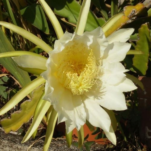 بذور فاكهة التنين - دراجون أحمر ( Selenicereus und...