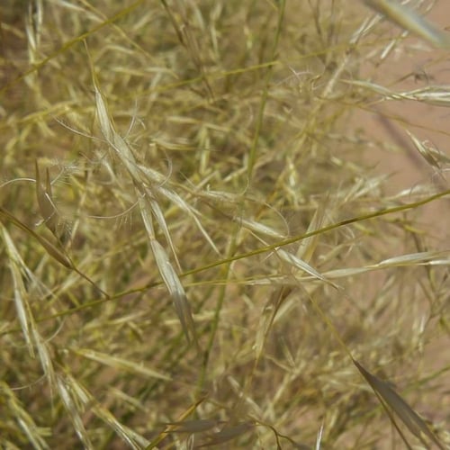 بذور عشبة النصي ( Stipagrostis )