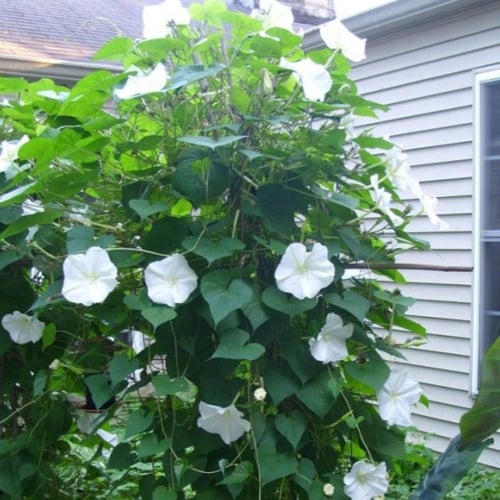 بذور زهرة القمر - متسلقة ايبوميا البيضاء ( Ipomoea...