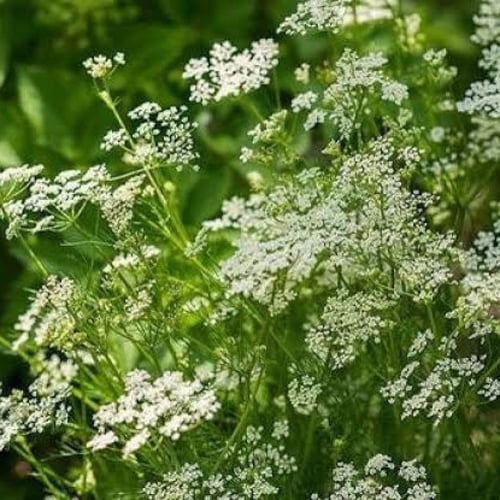بذور نبات اليانسون ( Pimpinella anisum )