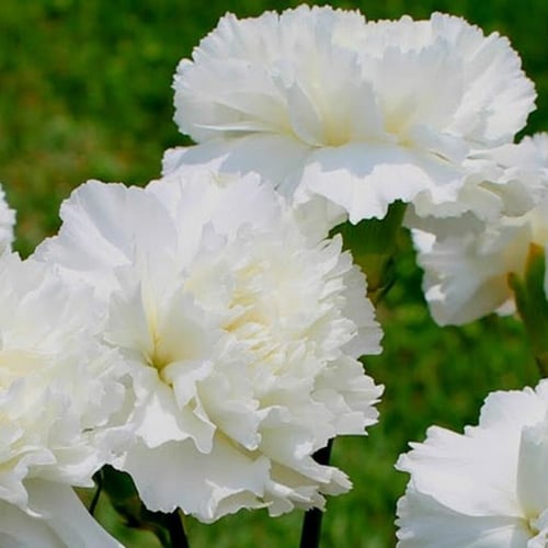 ‫بذور زهرة القرنفل الأبيض ( Dianthus caryophyllus...