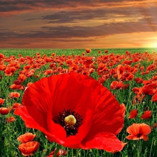 بذور الديدحان الأحمر - شقائق النعمان ( Papaver gla...