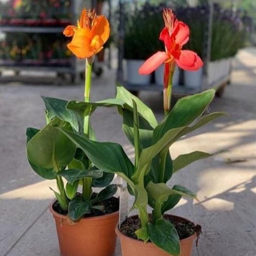 بذور شجيرة الكنا الهندية ( canna indica )